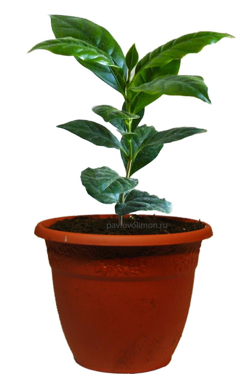 layfhak kak prigotovit idealnyy kofe doma 1